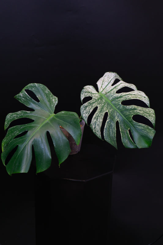 Monstera deliciosa 'Devil Monster' (1201)