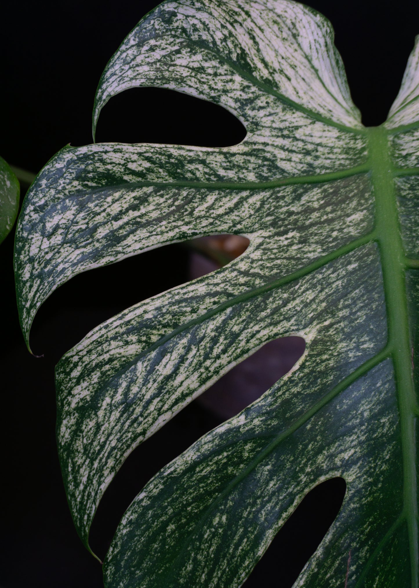 Monstera deliciosa 'Devil Monster' (1201)