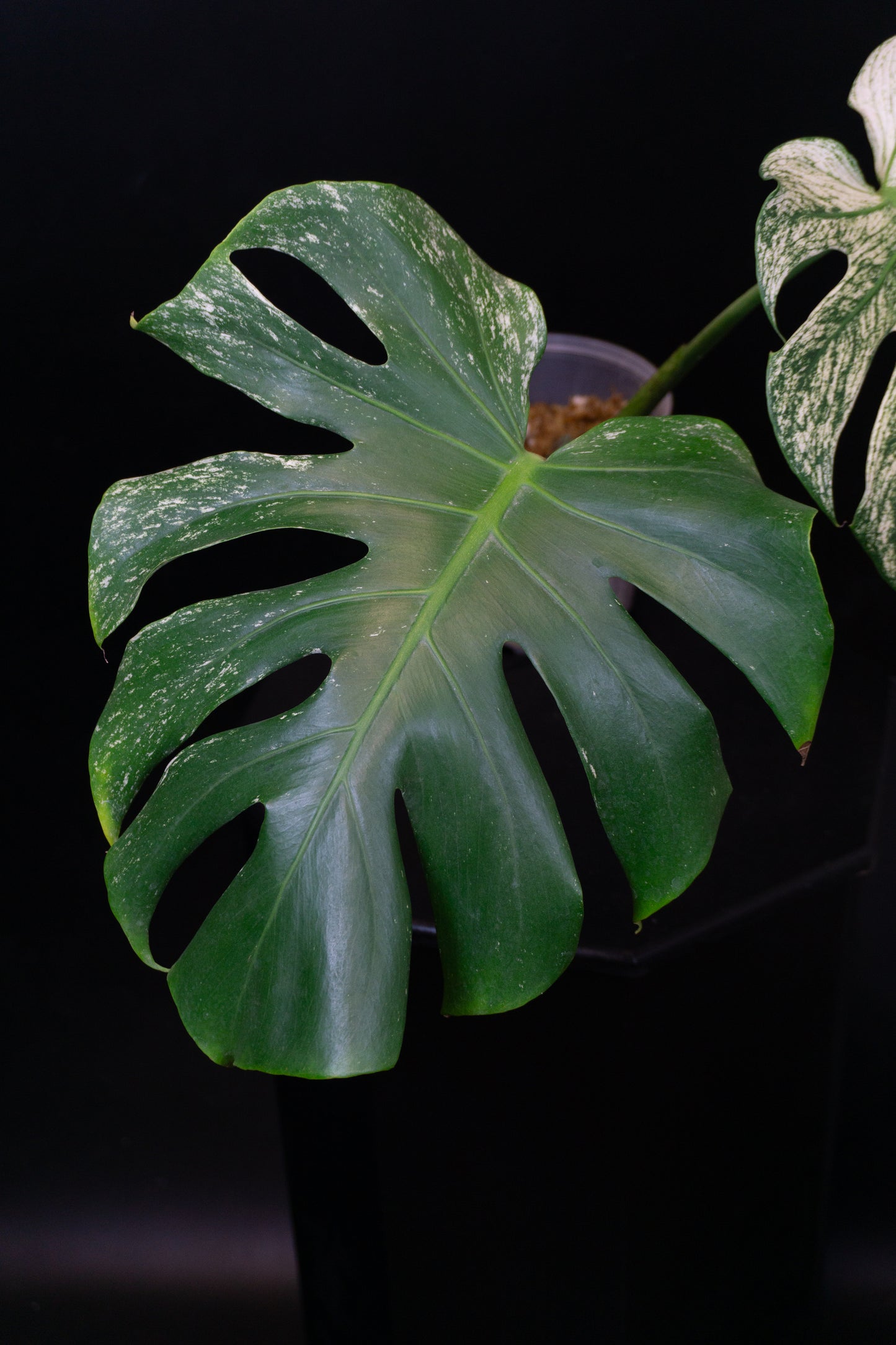 Monstera deliciosa 'Devil Monster' (1201)