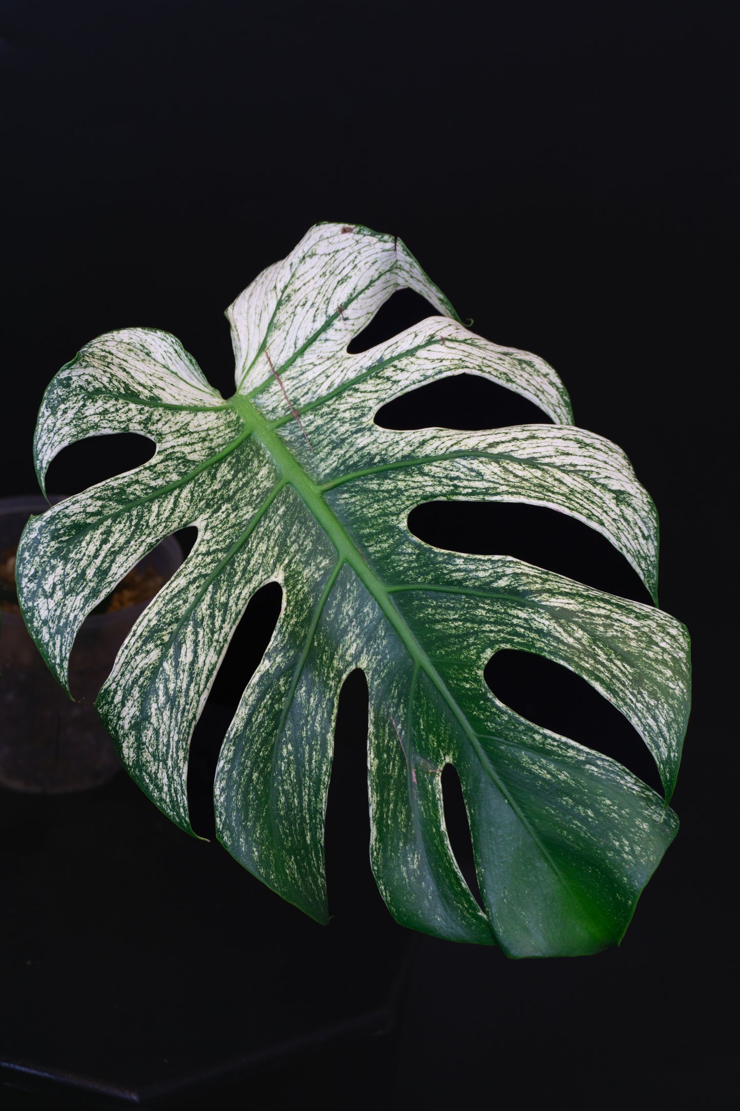 Monstera deliciosa 'Devil Monster' (1201)