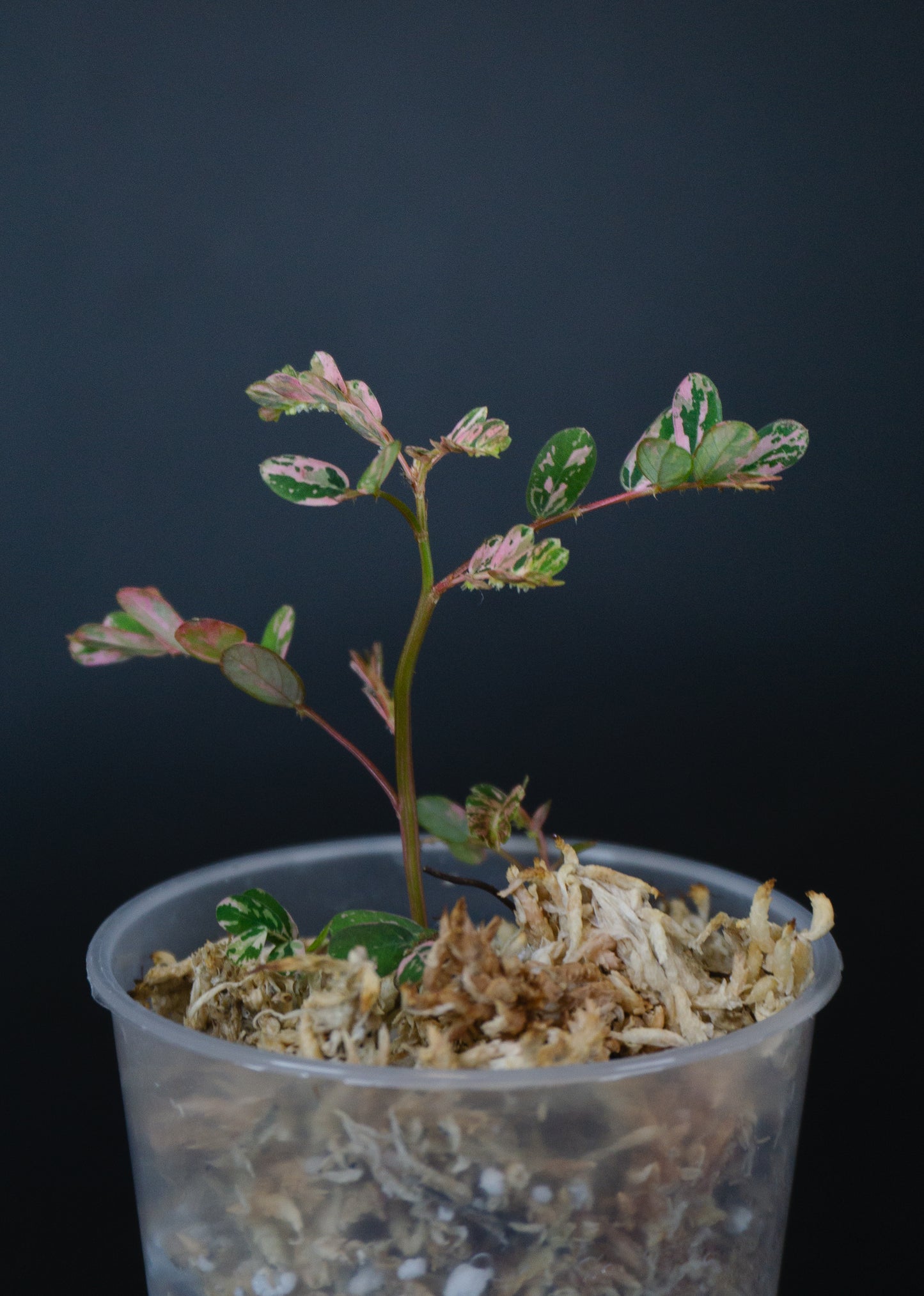 Phyllanthus urinaria 'Pink Variegated' (1207)