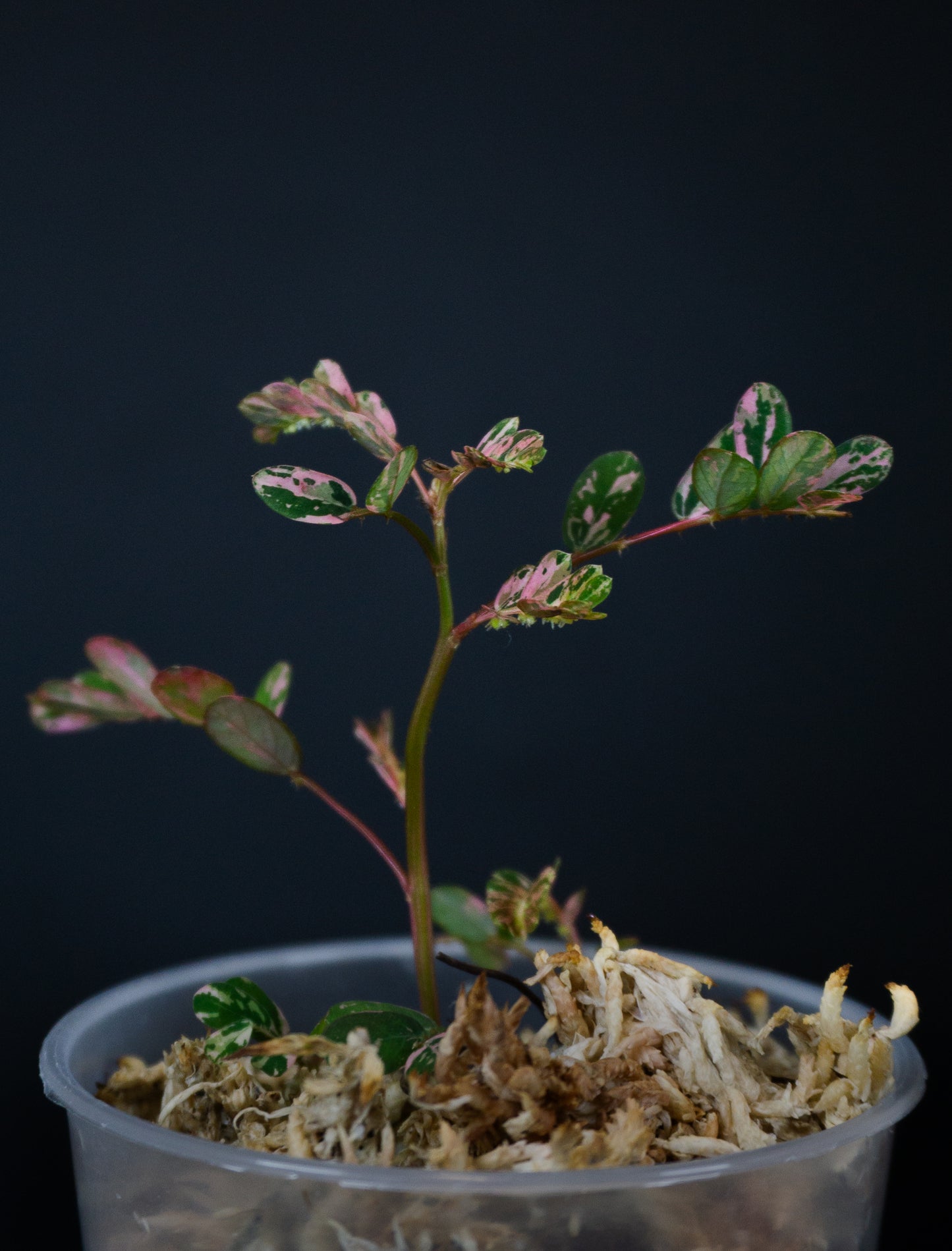 Phyllanthus urinaria 'Pink Variegated' (1207)