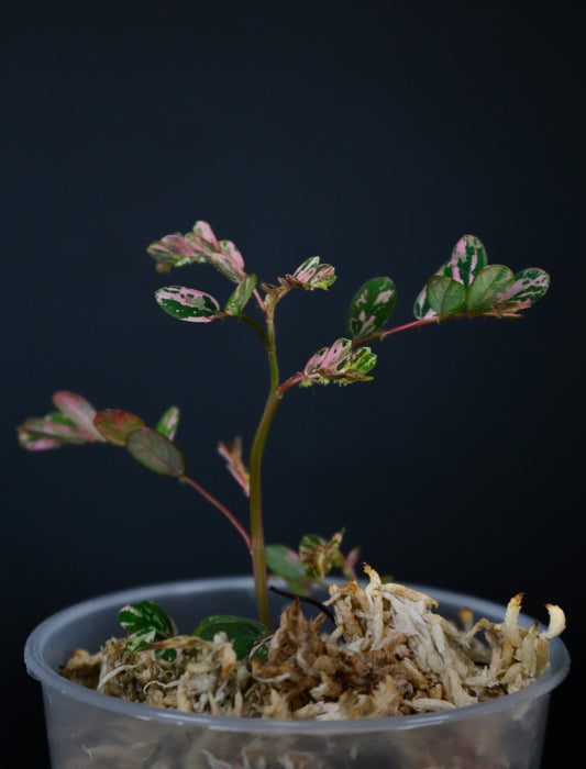 Phyllanthus urinaria 'Pink Variegated' (1207)