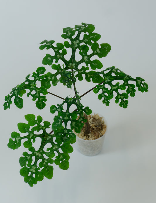 Adenia perrieri (1202)