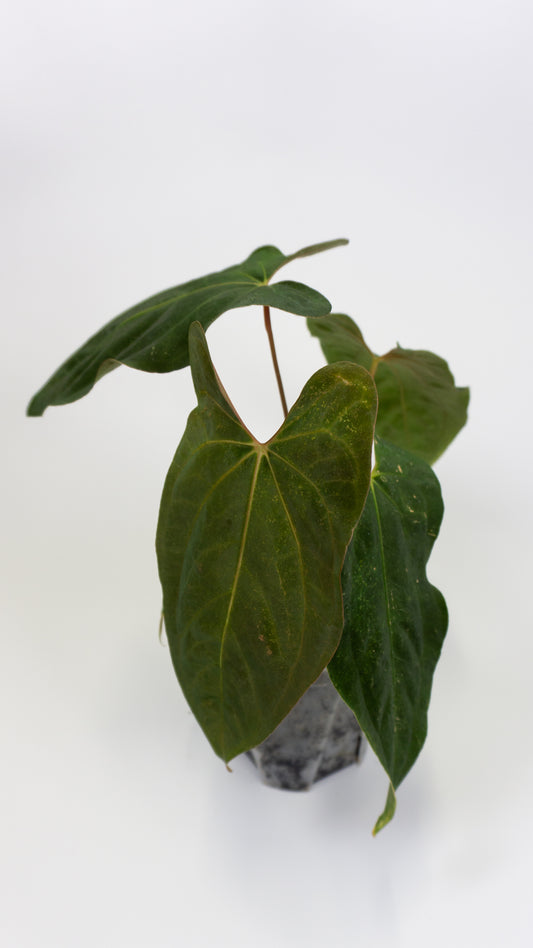 Anthurium papillilaminum 'RL' self x Ree Gardens (1302)
