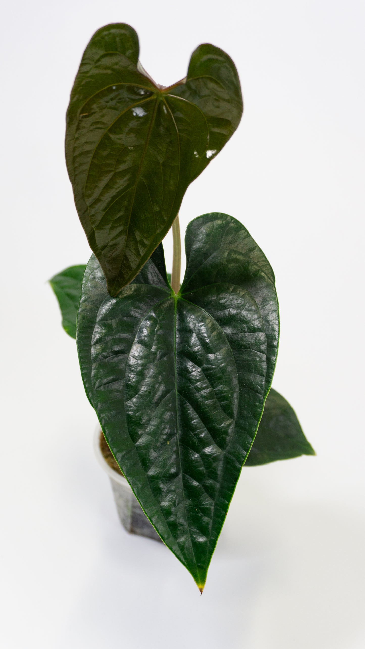 Anthurium 'Gigi' x luxurians (1305)