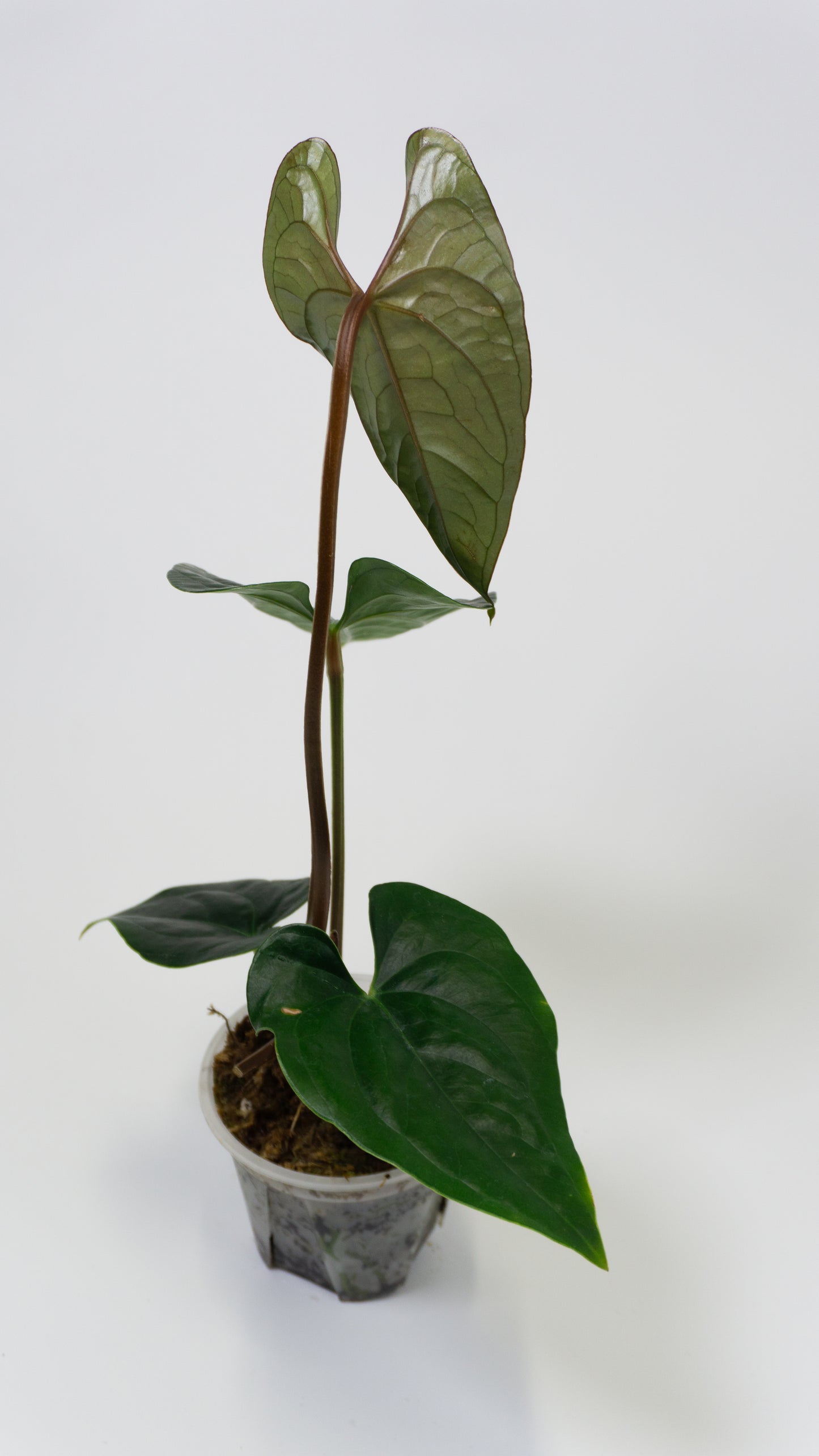 Anthurium 'Gigi' x luxurians (1305)
