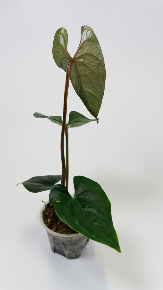 Anthurium 'Gigi' x luxurians (1305)