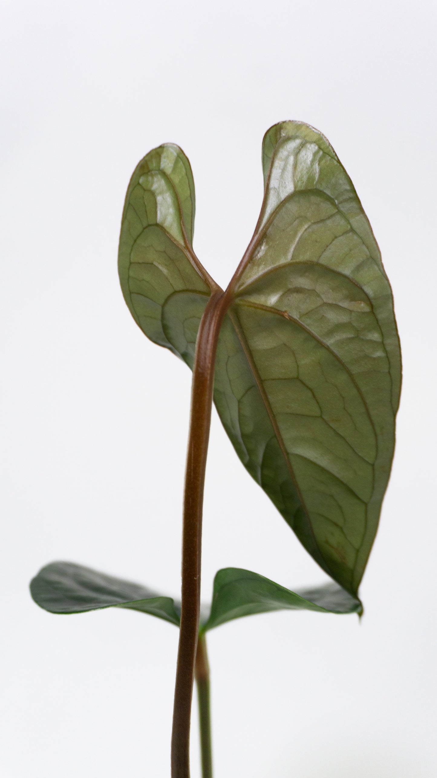 Anthurium 'Gigi' x luxurians (1305)