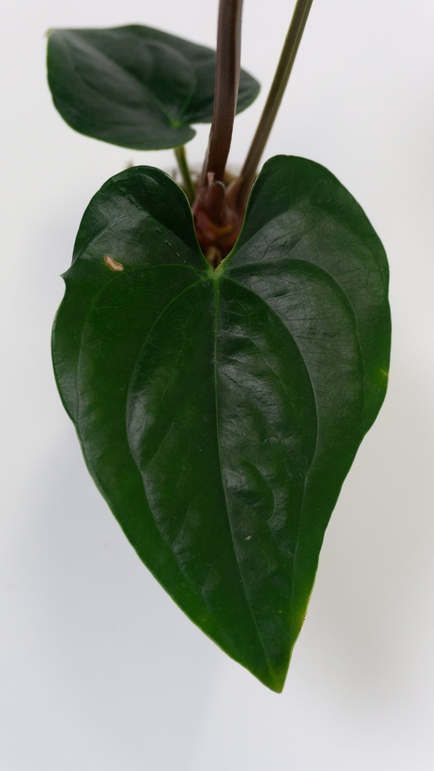 Anthurium 'Gigi' x luxurians (1305)