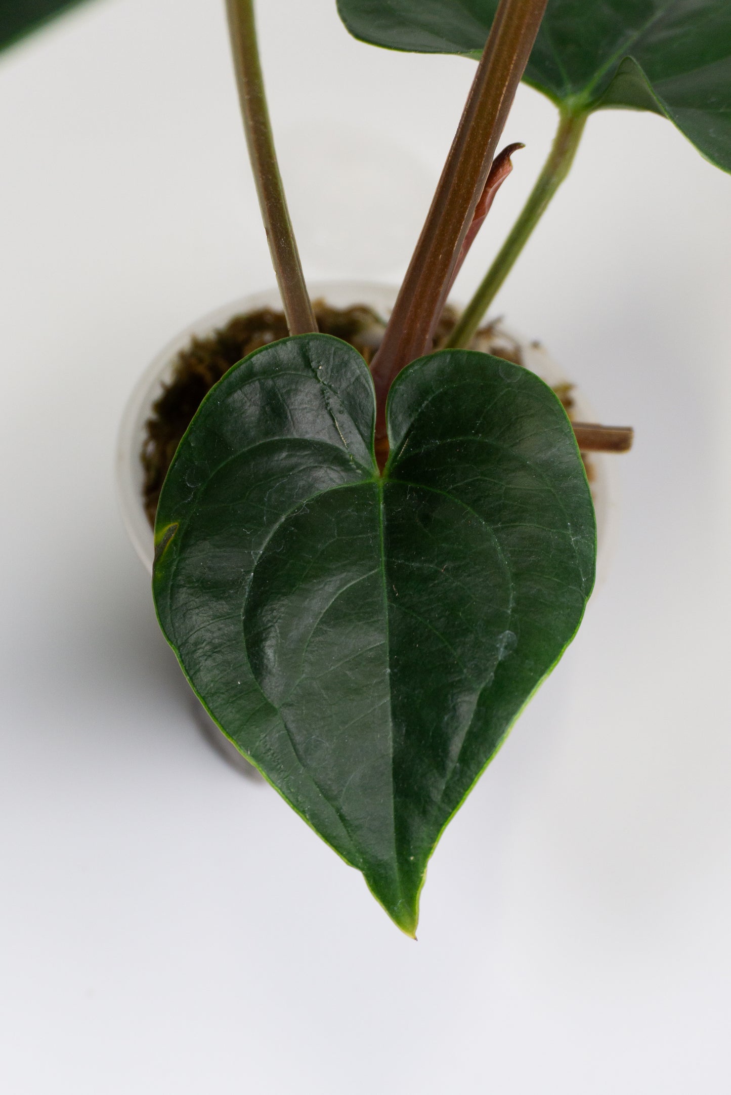 Anthurium 'Gigi' x luxurians (1305)