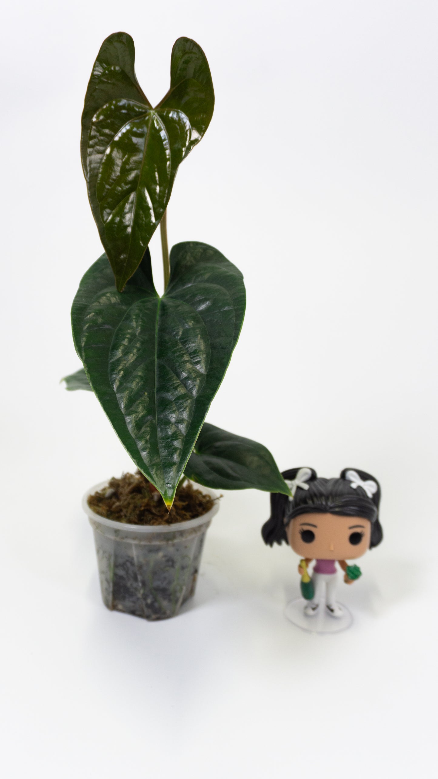 Anthurium 'Gigi' x luxurians (1305)