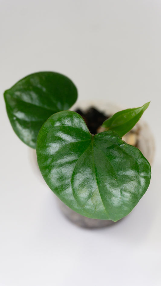 Anthurium luxurians x 'Jungle Giant' (1307)