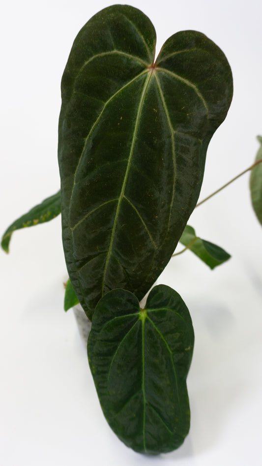 Anthurium Red Crystal x Panamama (1301)