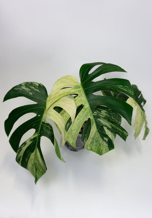 Monstera Jungle Mint NOID (1308)