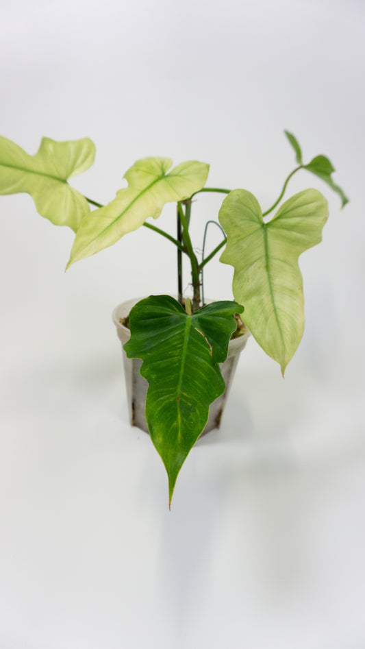 Philodendron Golden Dragon Full Mint (1303)