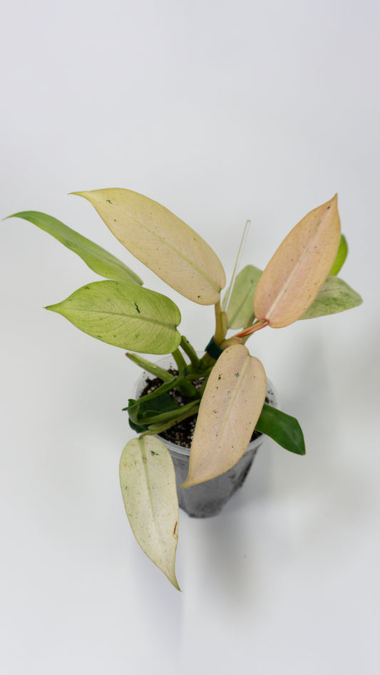 Philodendron Whipple Way (1306)