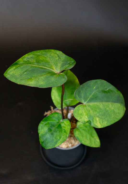 Anthurium Red Vein Dark Phoenix (RVDP) x Red Crystallinum Variegated (1407)