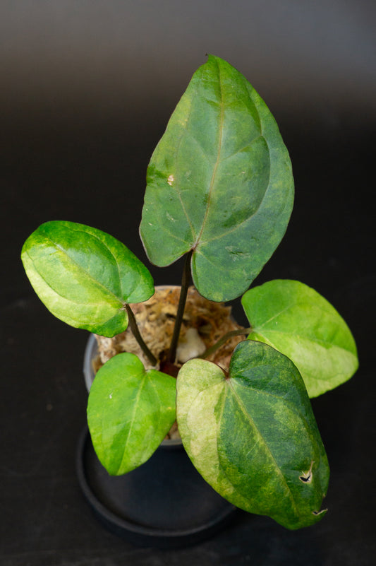 Anthurium Red Vein Dark Phoenix (RVDP) x Red Crystallinum Variegated (1408)