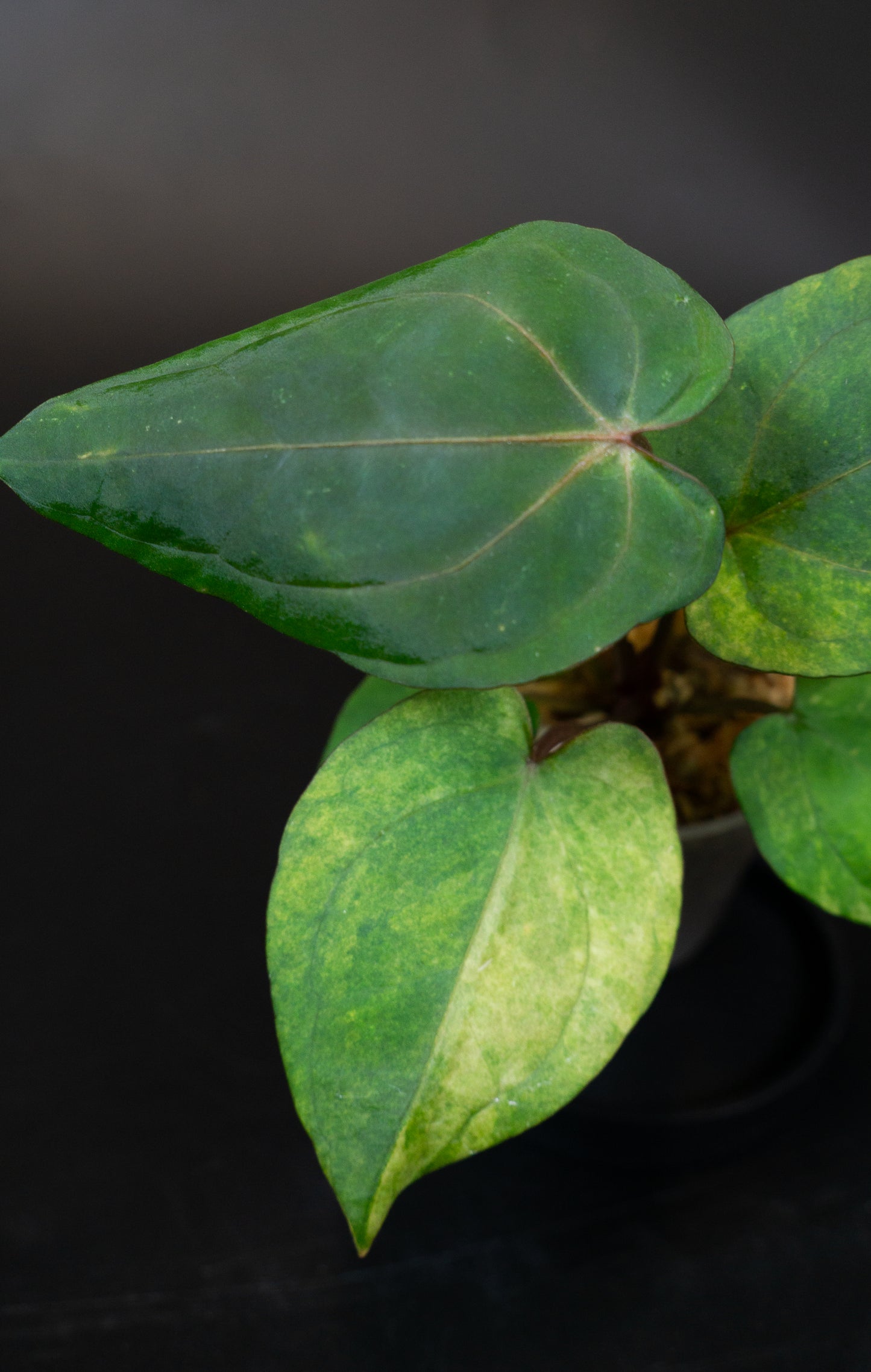 Anthurium Red Vein Dark Phoenix (RVDP) x Red Crystallinum Variegated (1409)