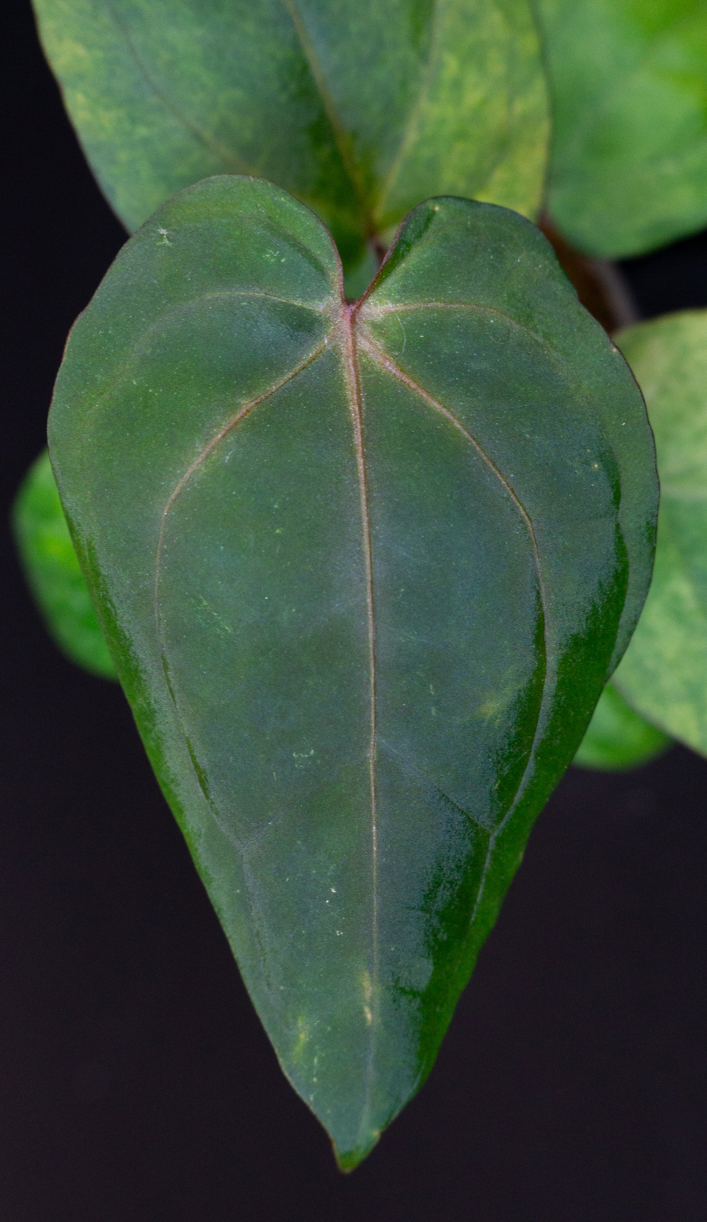 Anthurium Red Vein Dark Phoenix (RVDP) x Red Crystallinum Variegated (1409)