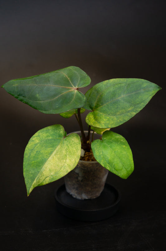 Anthurium Red Vein Dark Phoenix (RVDP) x Red Crystallinum Variegated (1409)