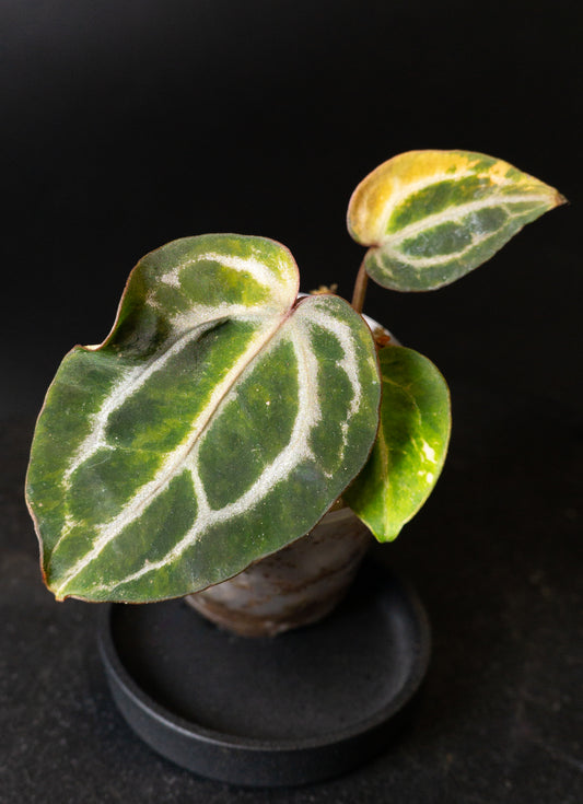 Anthurium 'Michelle' Variegated (1405)