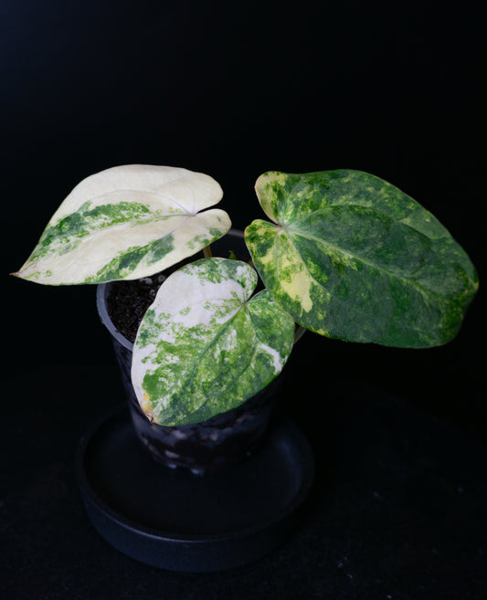 Anthurium Papillilaminum Var x Carlablackiae Variegated (1406)