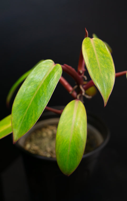 Philodendron 'Medisa' (1501)
