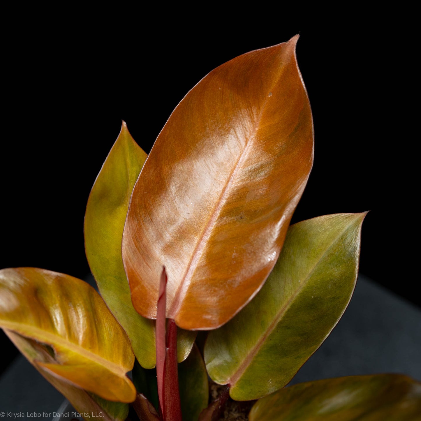 Philodendron Orange Cardinal Variegated (SD-52-01)