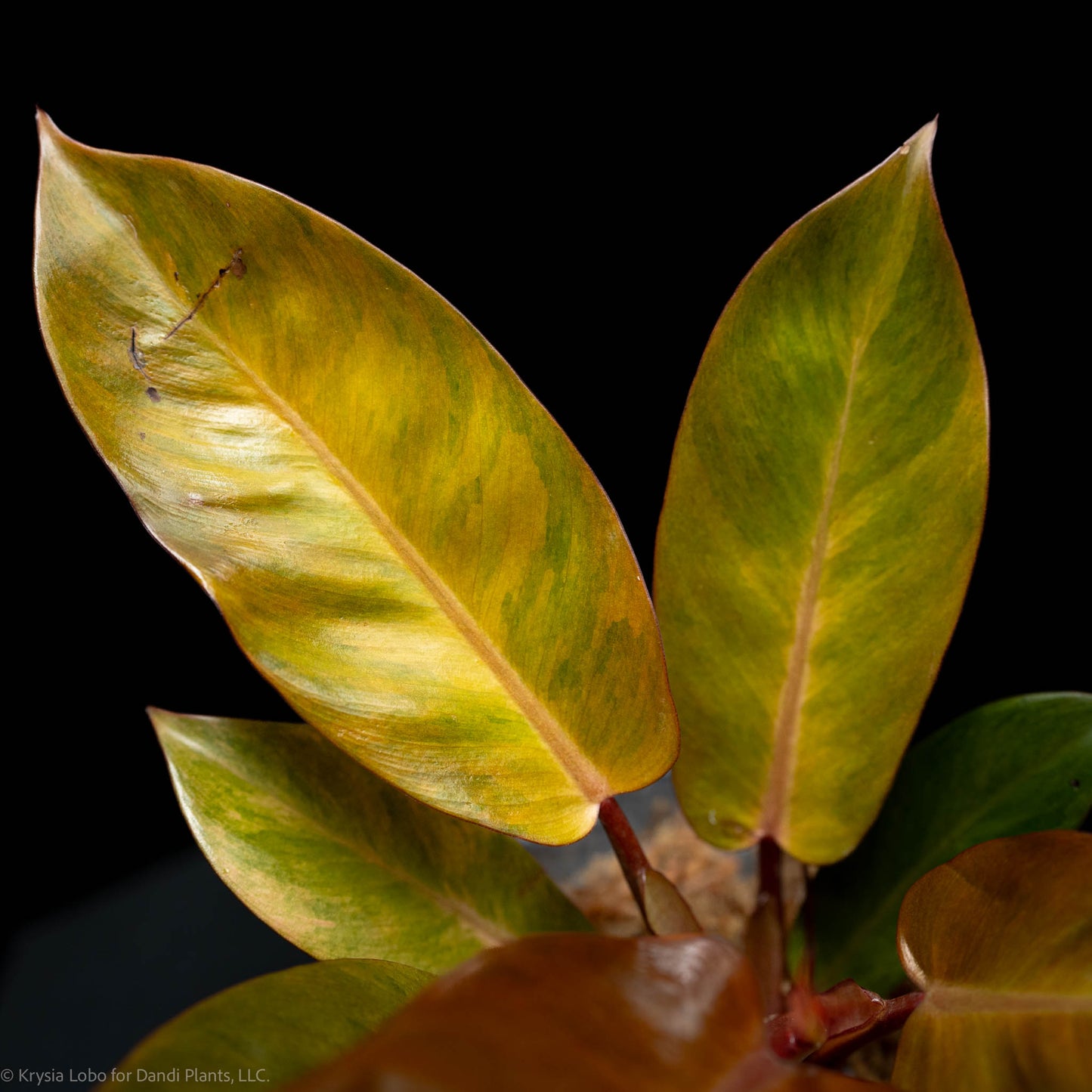 Philodendron Orange Cardinal Variegated (SD-52-01)