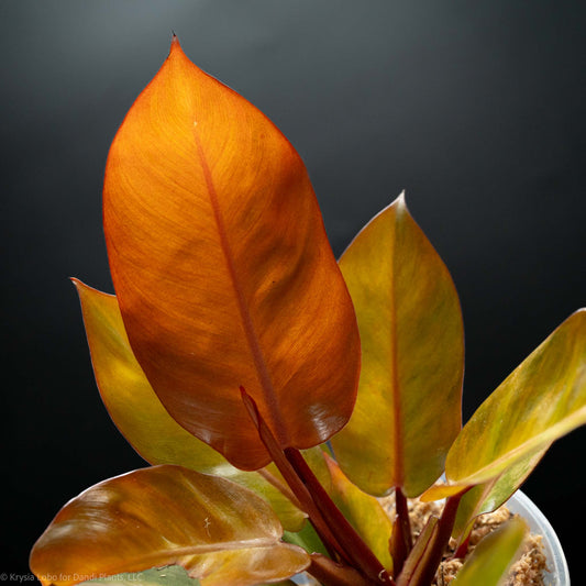 Philodendron Orange Cardinal Variegated (SD-52-01)