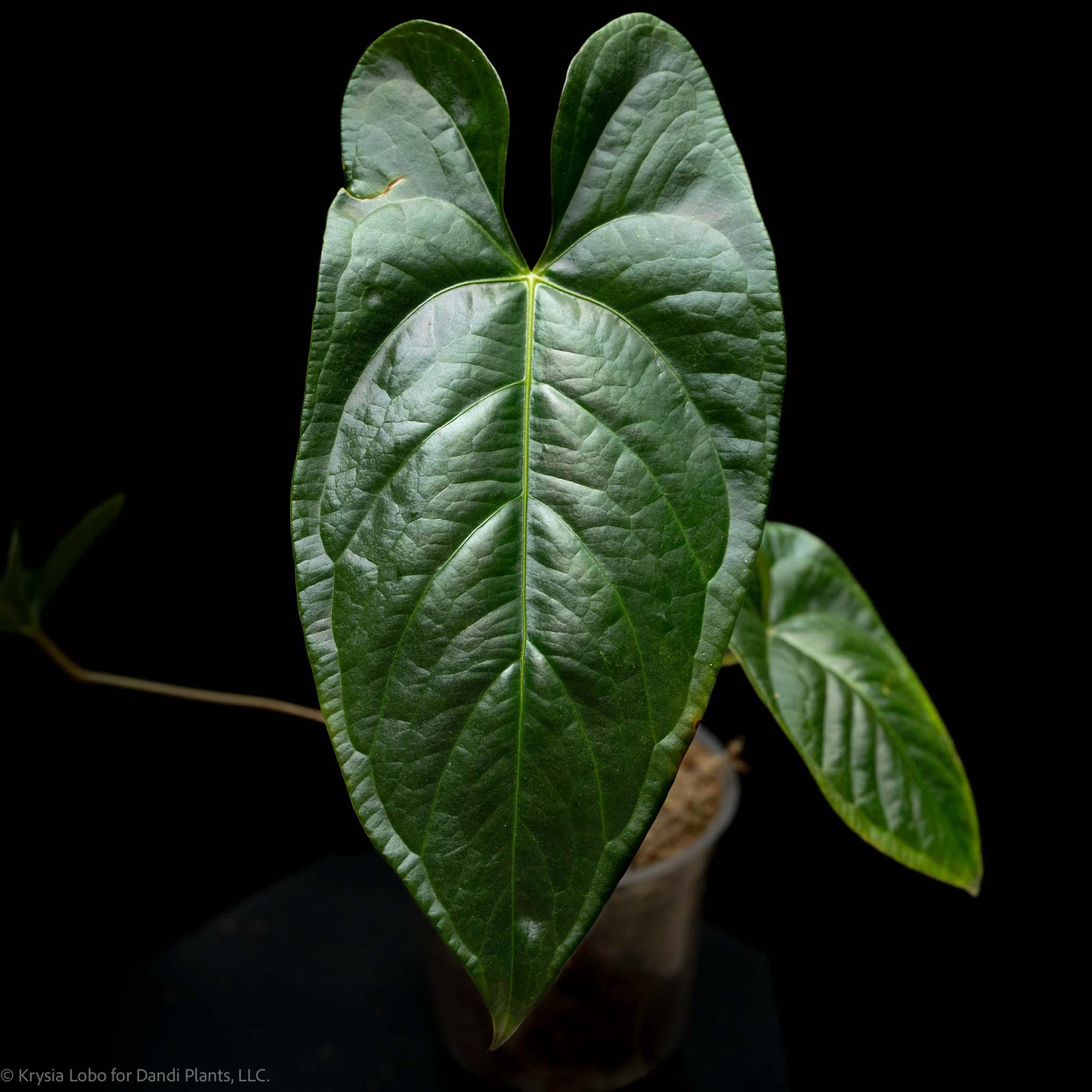 Anthurium Regale x Nigrolaminum 'Gigi' (SD52-01)