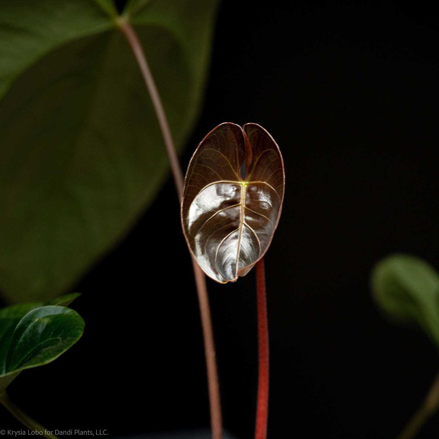 Anthurium Regale x Nigrolaminum 'Gigi' (SD52-01)