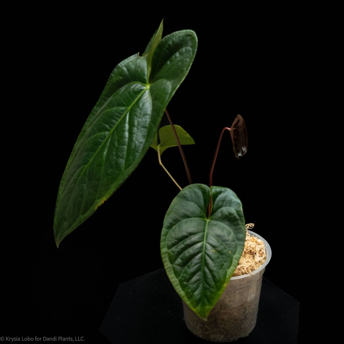 Anthurium Regale x Nigrolaminum 'Gigi' (SD52-01)