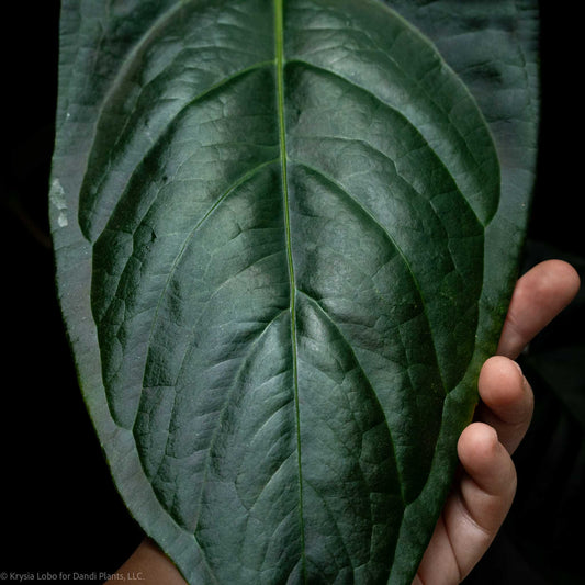 Anthurium Regale x Nigrolaminum 'Gigi' (SD52-01)