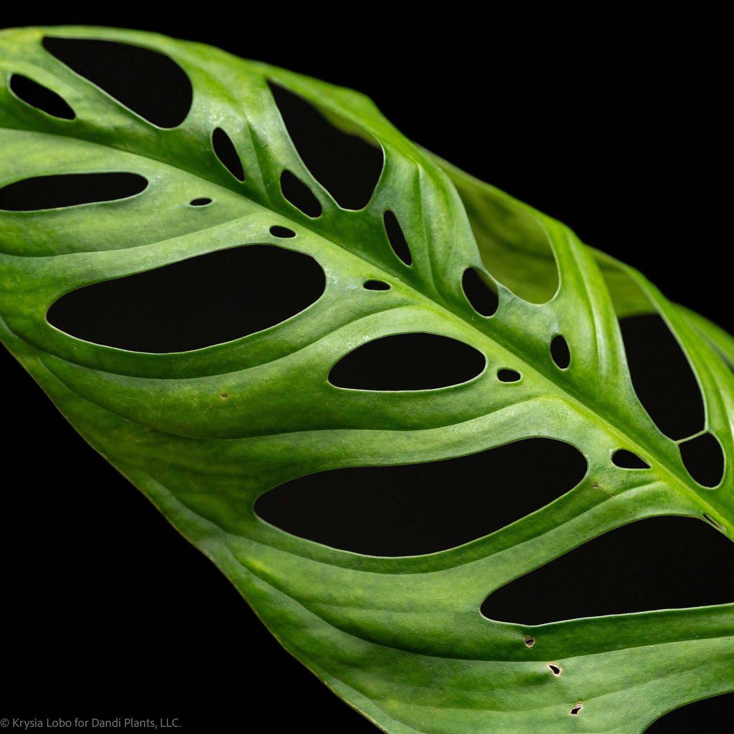 Monstera Esqueleto Mature (Grower's Choice)