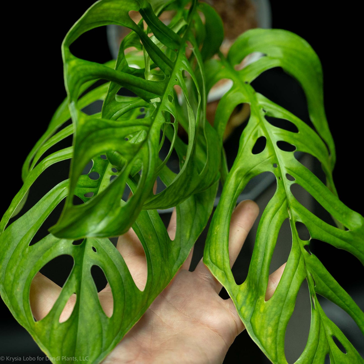 Monstera Esqueleto Mature (Grower's Choice)