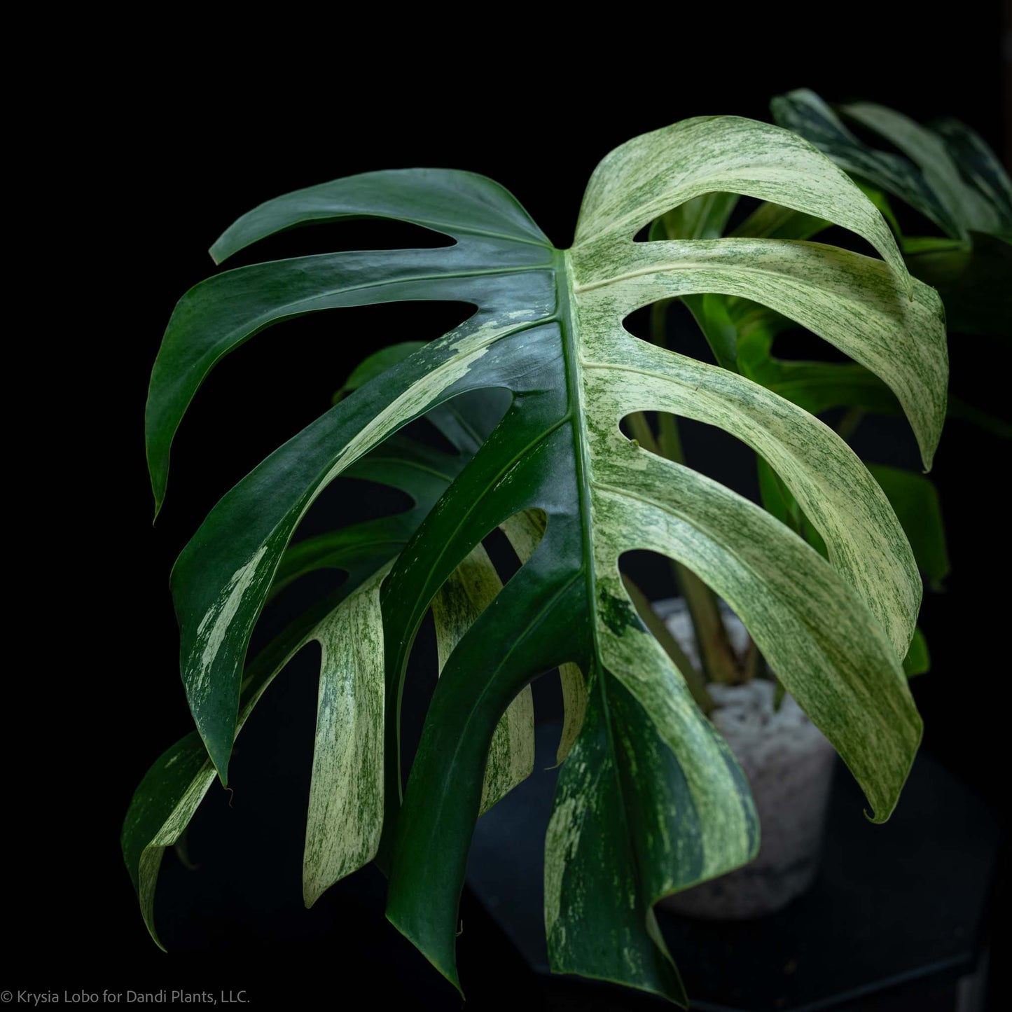 Monstera Deliciosa Borsigiana Mint Variegated NOID (SD-52-01)