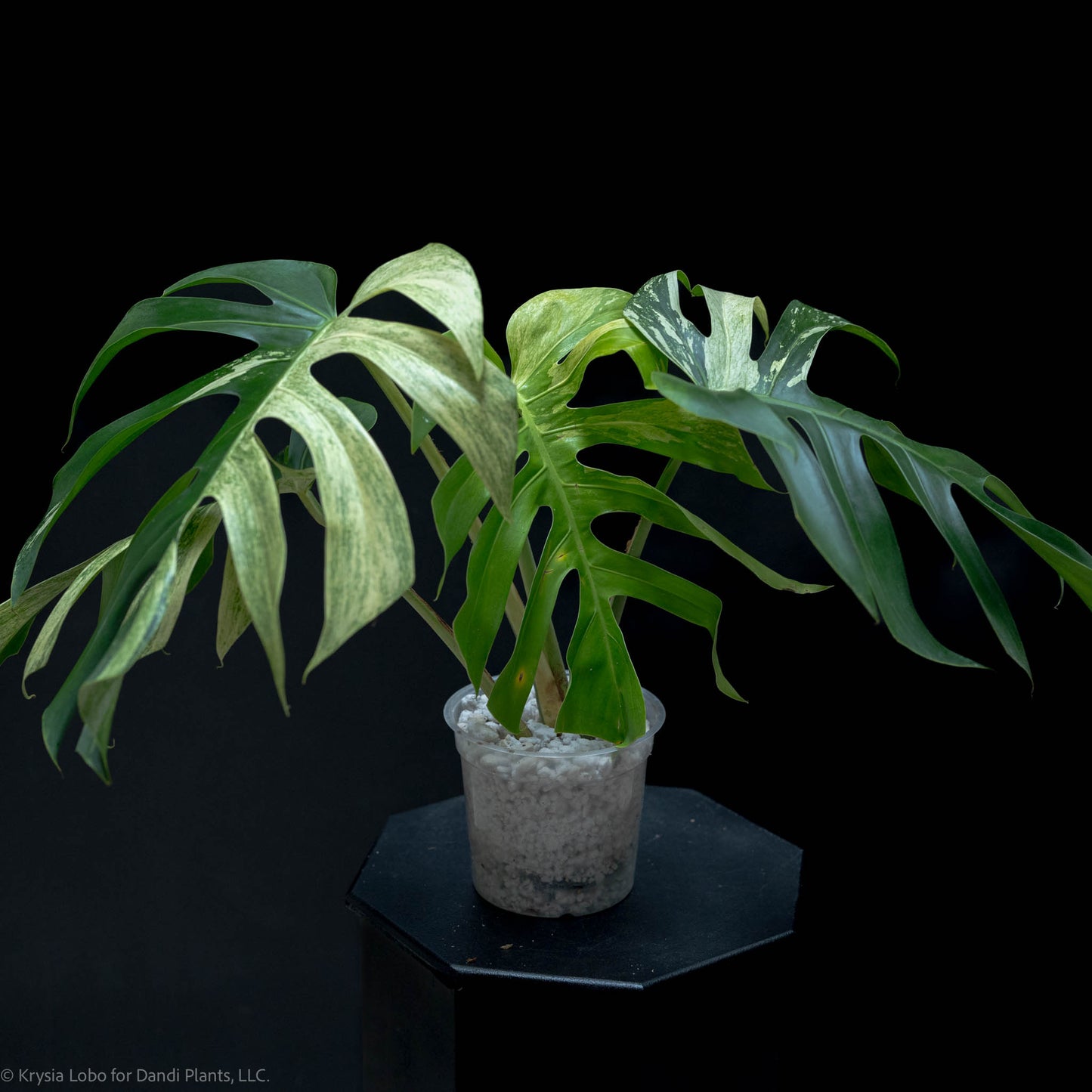 Monstera Deliciosa Borsigiana Mint Variegated NOID (SD-52-01)