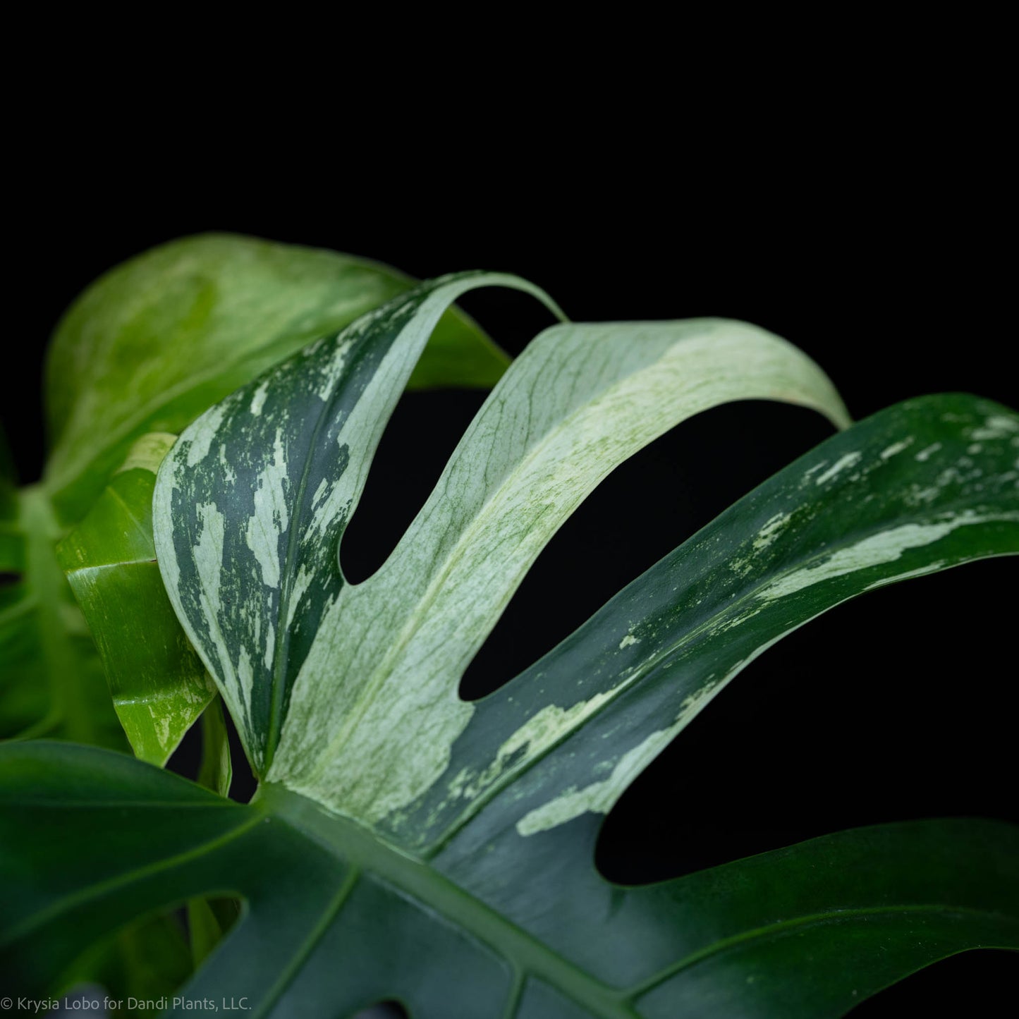 Monstera Deliciosa Borsigiana Mint Variegated NOID (SD-52-01)