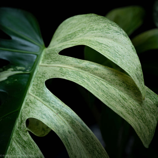 Monstera Deliciosa Borsigiana Mint Variegated NOID (SD-52-01)