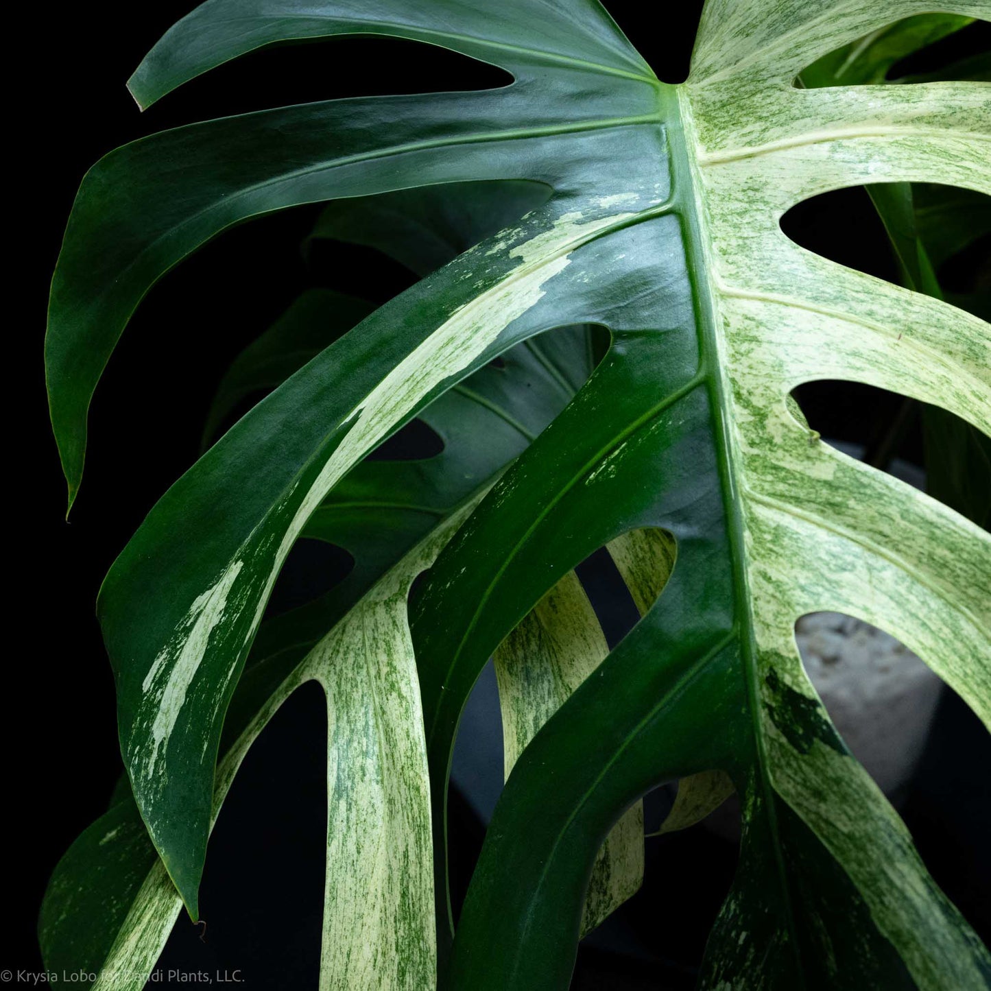 Monstera Deliciosa Borsigiana Mint Variegated NOID (SD-52-01)