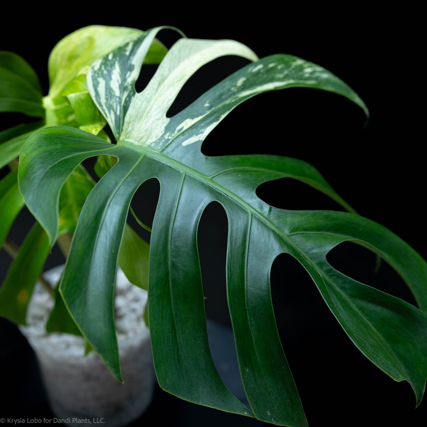 Monstera Deliciosa Borsigiana Mint Variegated NOID (SD-52-01)