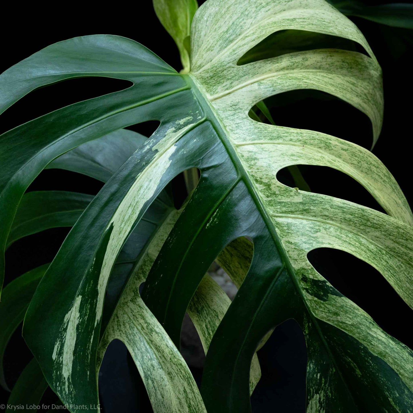 Monstera Deliciosa Borsigiana Mint Variegated NOID (SD-52-01)