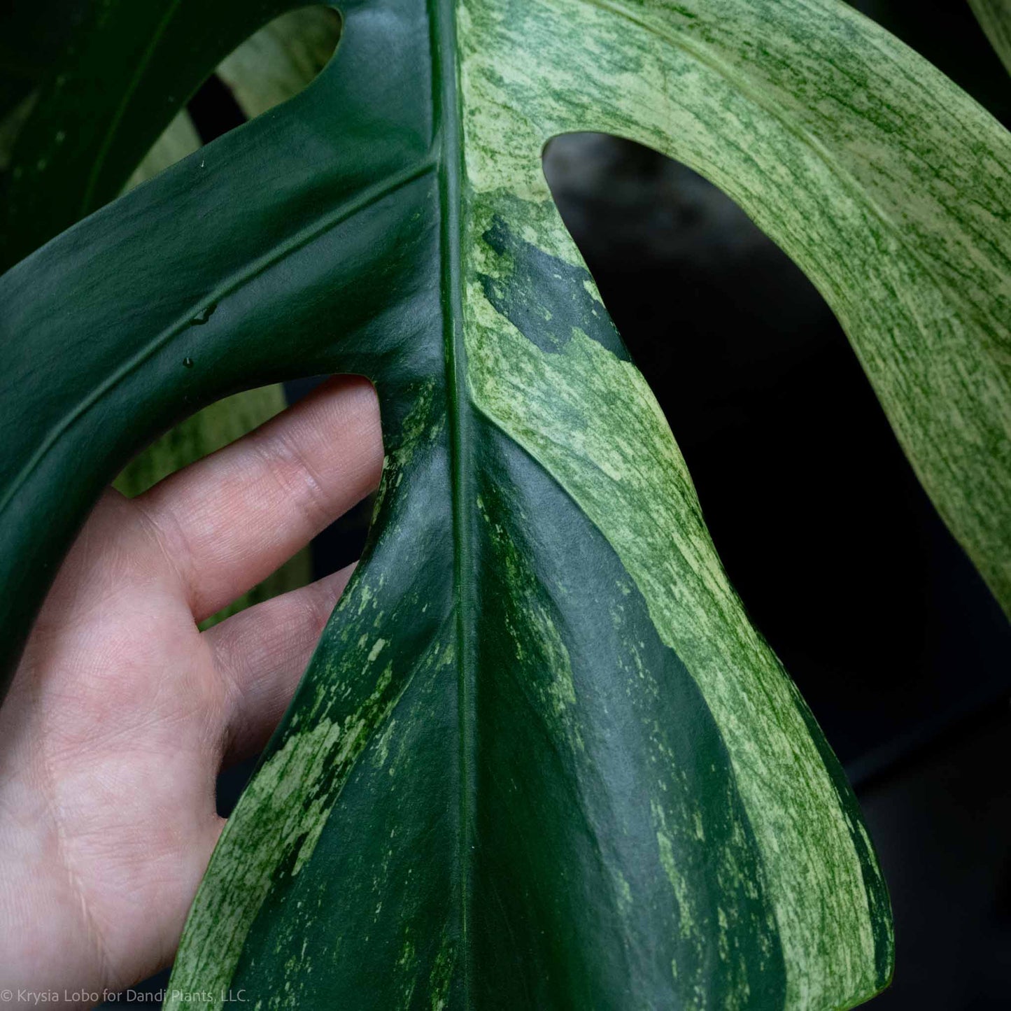 Monstera Deliciosa Borsigiana Mint Variegated NOID (SD-52-01)