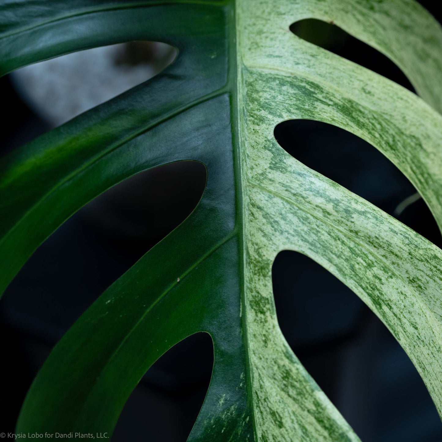 Monstera Deliciosa Borsigiana Mint Variegated NOID (SD-52-01)