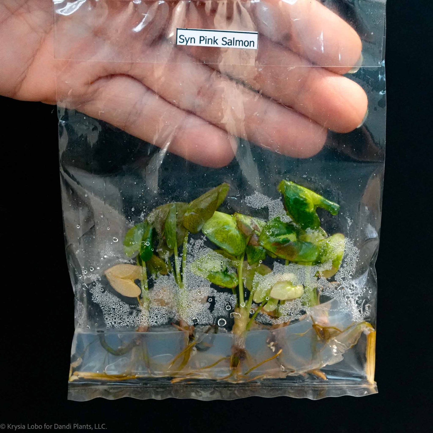 Syngonium Orm Nagpum 'Pink Salmon' Tissue Culture Plantlets 5 Pack (Seller's Choice)