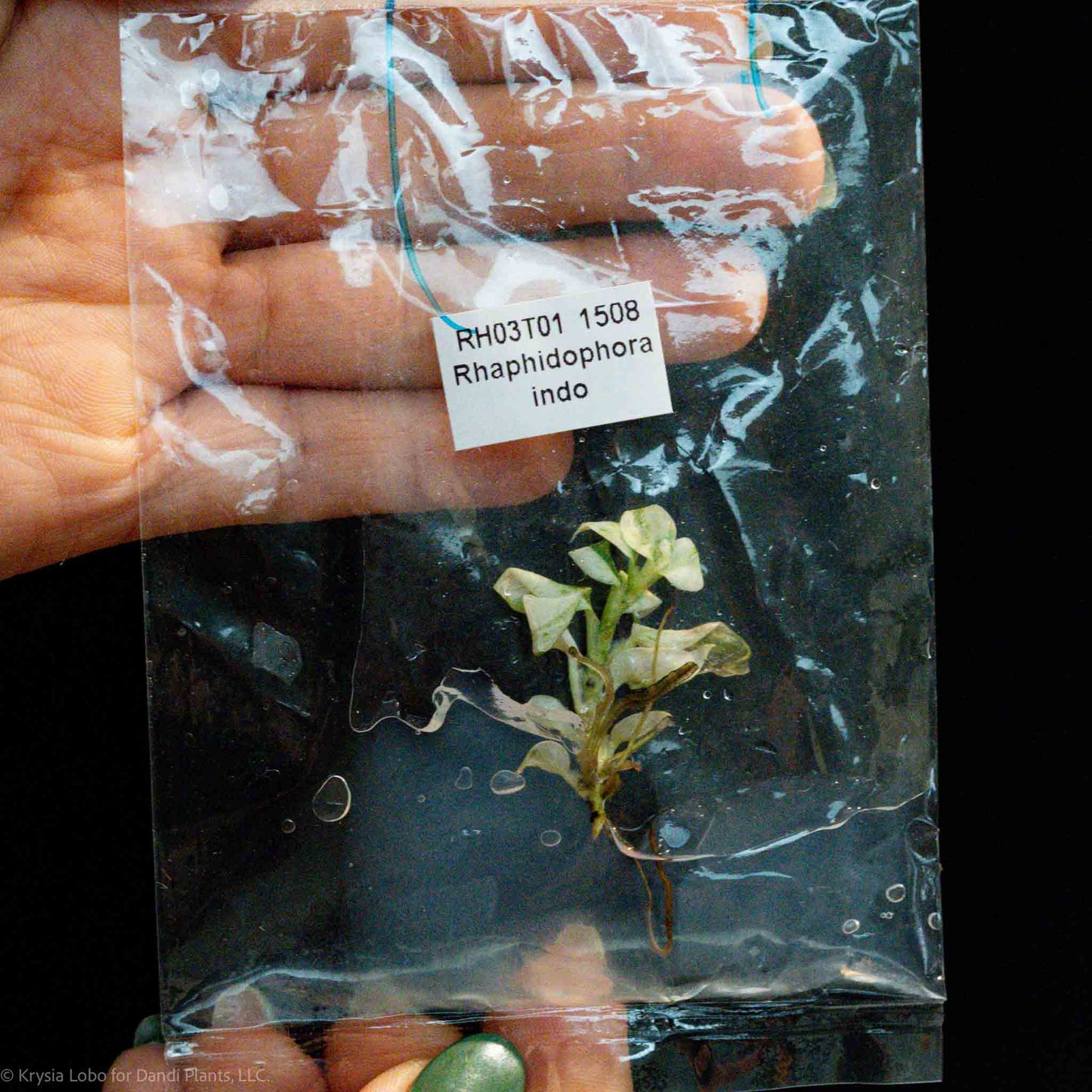 Rhaphidophora Puberula Tissue Culture Plantlet (Seller's Choice)