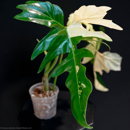 Philodendron 'Golden Dragon' Variegated (SD47-01)